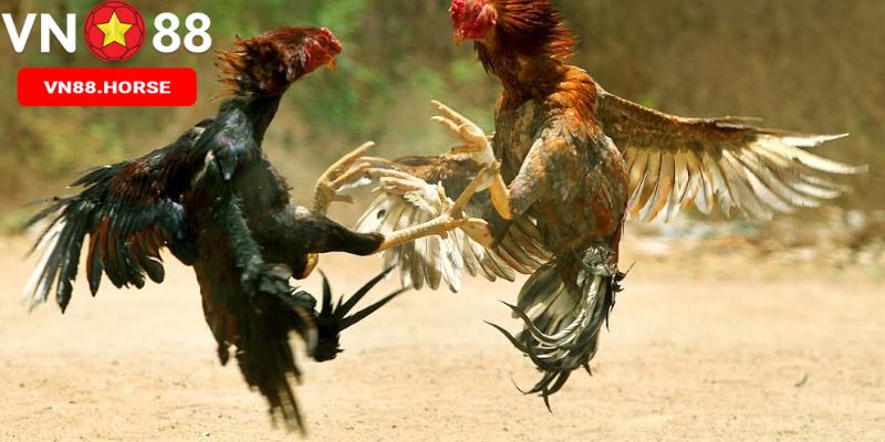 Các loại hình gà đá tại VN88
