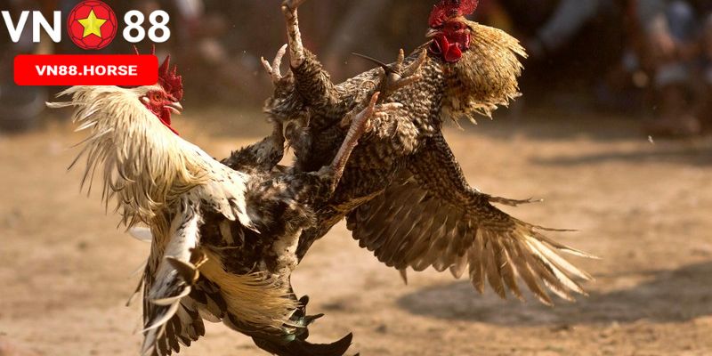 Đỉnh cao về nét đặc trưng đá gà VN88