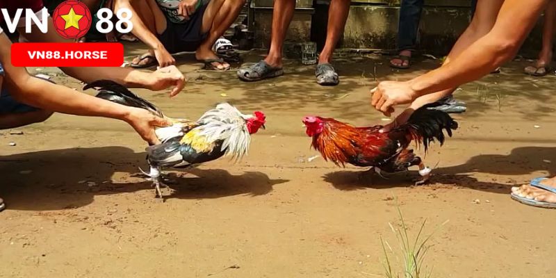 Ưu điểm và thuận lợi của việc cược đá gà VN88